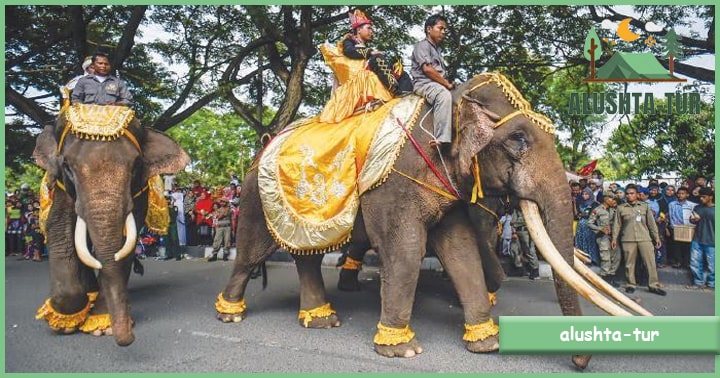 Pelatihan Gajah Saree | Alushta Tur