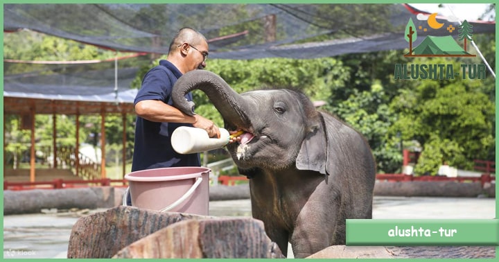 Kuala Gandah Elephant Orphanage Sanctuary | Alushta Tur