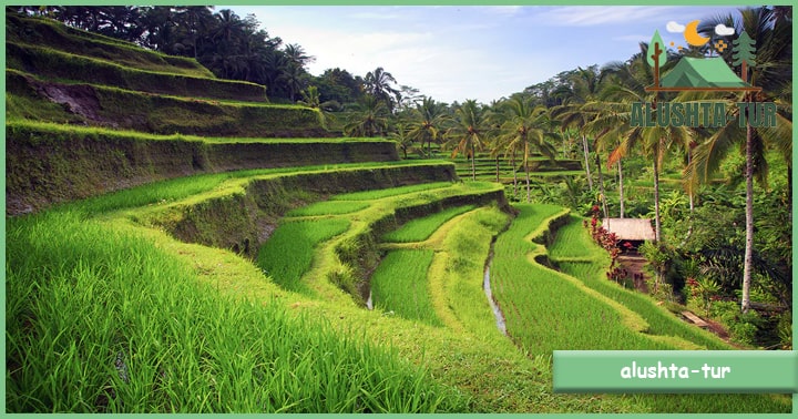 Tegalalang Rice Terrace | Alushta Tur
