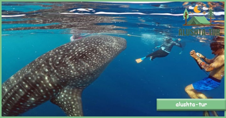 Wisata Bahari Hiu Paus | Alushta Tur