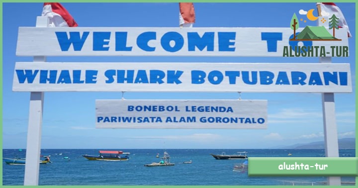 Wisata Hiu Paus